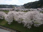 三刀屋河川敷（アスパル裏）の桜たち