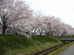 桜が見ごろ！！