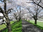 アスパル周辺 桜満開！